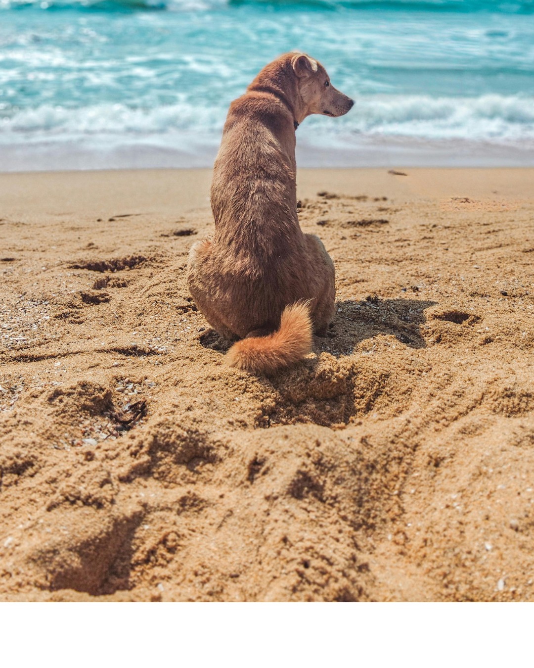 Picture for category Canine